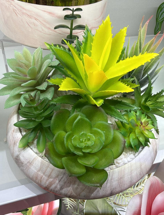 Succulents mix in a vase