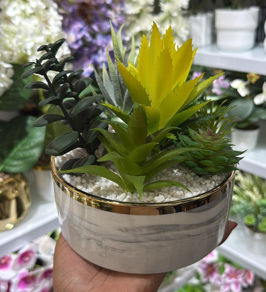 Succulents mix in a vase